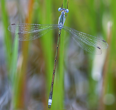 Lestes plagiatus